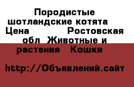 Породистые шотландские котята   › Цена ­ 2 000 - Ростовская обл. Животные и растения » Кошки   